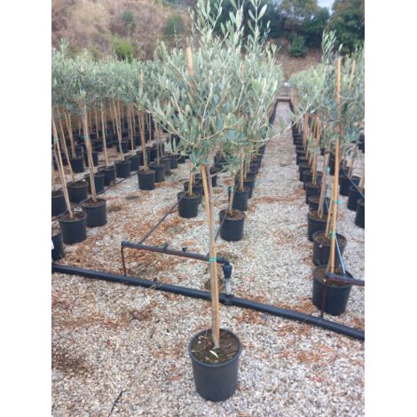  Ulivo Olivo Leccino "Olea Europea" Alberello CERTIFICATO In Vaso 24 Cm FOTO REALI