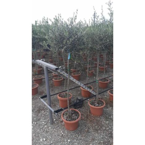  Ulivo Olivo Leccino "Olea Europea" Alberello CERTIFICATO In Vaso 24 Cm FOTO REALI