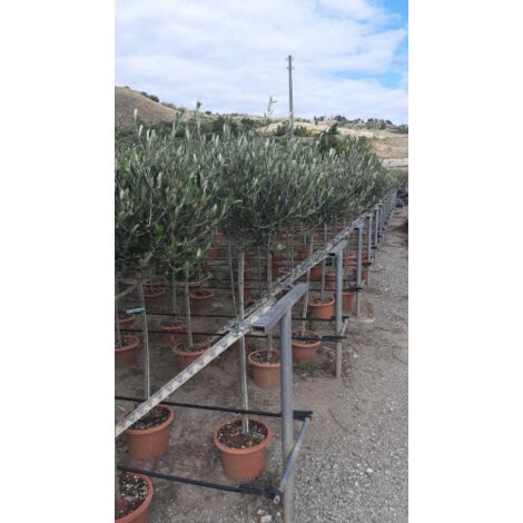  Ulivo Olivo Leccino "Olea Europea" Alberello CERTIFICATO In Vaso 24 Cm FOTO REALI