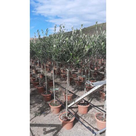  Ulivo Olivo Leccino "Olea Europea" Alberello CERTIFICATO In Vaso 24 Cm FOTO REALI
