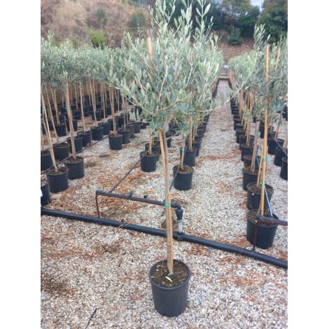  Ulivo Olivo Leccino "Olea Europea" Alberello CERTIFICATO In Vaso 24 Cm FOTO REALI