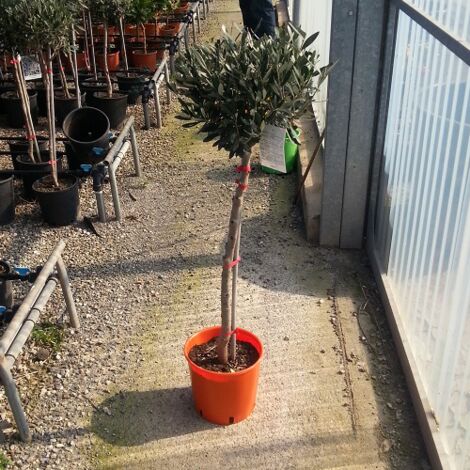  Ulivo Olivo "Olea Europea" Pianta Ad Alberello In Vaso 20 Cm H. 110/130 Cm FOTO REALI
