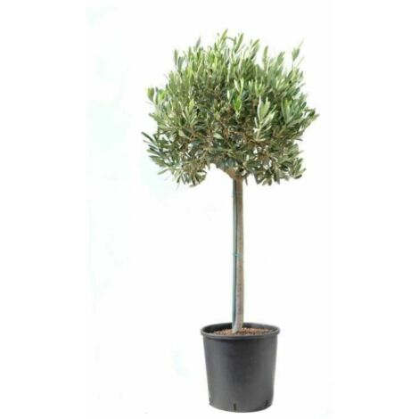  Ulivo Olivo "Olea Europea" Pianta Ad Alberello In Vaso 20 Cm H. 110/130 Cm FOTO REALI