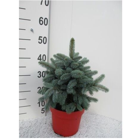  Abete Blu Pino Argentato "Picea Pungens Super Blue Seedling" Pianta In Vaso 22 Cm H. 30/40 Cm