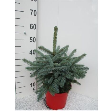  Abete Blu Pino Argentato "Picea Pungens Super Blue Seedling" Pianta In Vaso 22 Cm H. 30/40 Cm