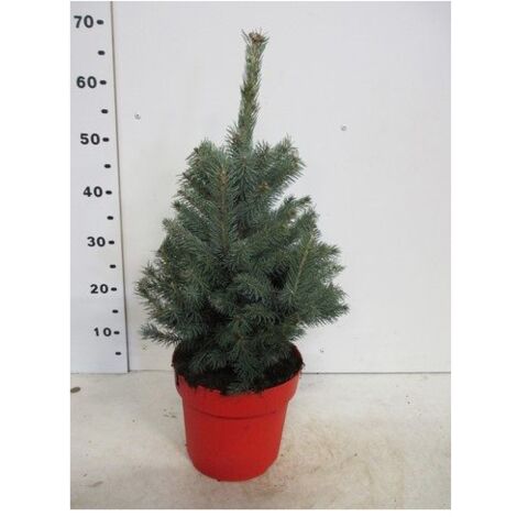  Abete Blu Pino Argentato "Picea Pungens Super Blue Seedling" Pianta In Vaso 22 Cm H. 30/40 Cm