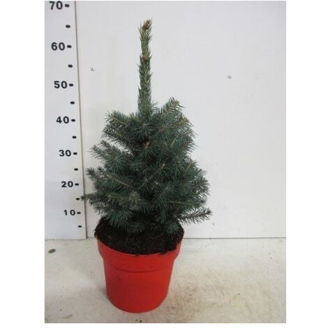 Abete Blu Pino Argentato "Picea Pungens Super Blue Seedling" Pianta In Vaso 22 Cm H. 30/40 Cm