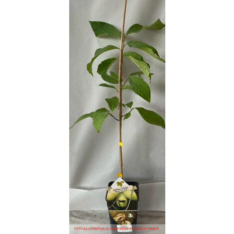  1 PIANTA DI ASIMINA TRILOBA BANANO DI MONTAGNA DEL NORD