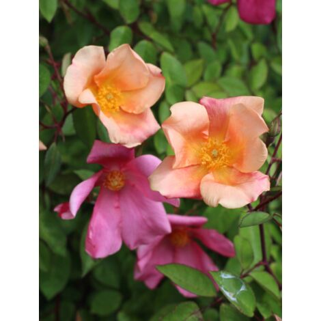  Rosa Cinese "Rosa Chinensis Mutabilis" Pianta In Vaso 9 Cm