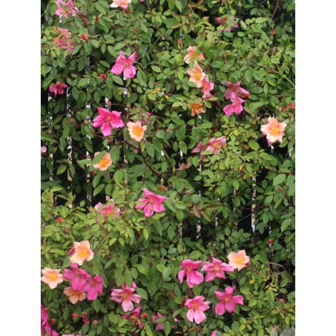  Rosa Cinese "Rosa Chinensis Mutabilis" Pianta In Vaso 9 Cm