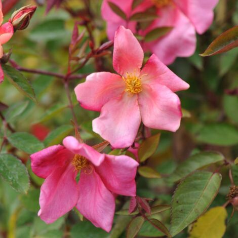  Rosa Cinese "Rosa Chinensis Mutabilis" Pianta In Vaso 9 Cm