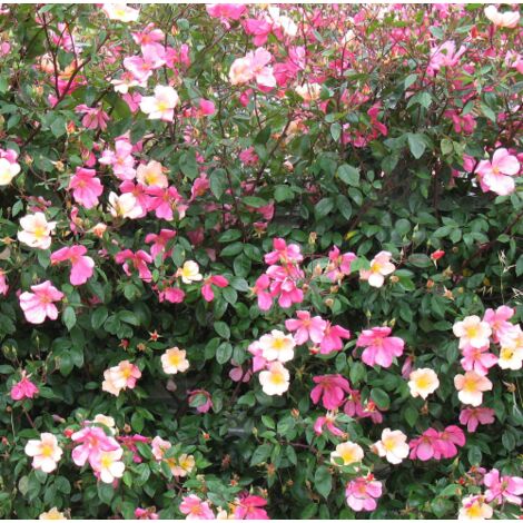  Rosa Cinese "Rosa Chinensis Mutabilis" Pianta In Vaso 9 Cm