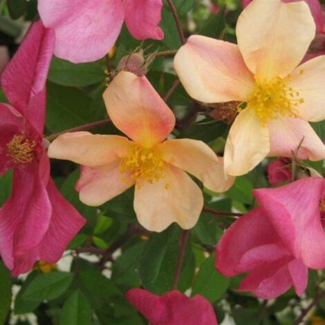  Rosa Cinese "Rosa Chinensis Mutabilis" Pianta In Vaso 9 Cm