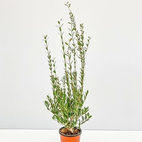  Fillirea - Ø 16 Cm