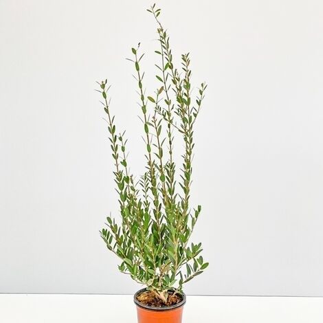  Fillirea - Ø 16 Cm