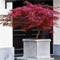  Acero Rosso Giapponese "Acer Palmatum Dissectum Firecracker" Pianta In Vaso 26 Cm