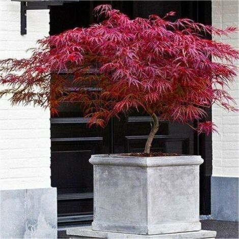  Acero Rosso Giapponese "Acer Palmatum Dissectum Firecracker" Pianta In Vaso 26 Cm