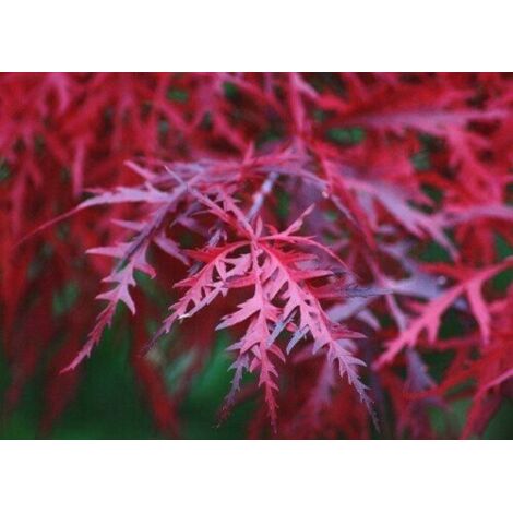  Acero Rosso Giapponese "Acer Palmatum Dissectum Firecracker" Pianta In Vaso 26 Cm