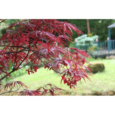  Acero Rosso Giapponese "Acer Palmatum Dissectum Firecracker" Pianta In Vaso 26 Cm