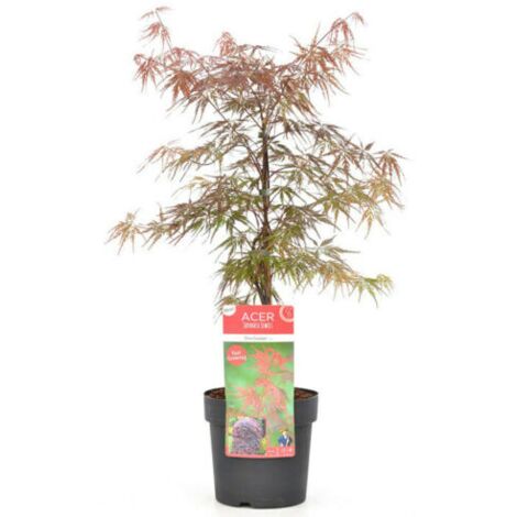  Acero Rosso Giapponese "Acer Palmatum Dissectum Firecracker" Pianta In Vaso 26 Cm