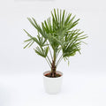  Chamaerops Excelsa
