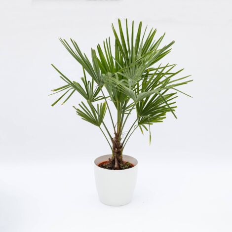  Chamaerops Excelsa
