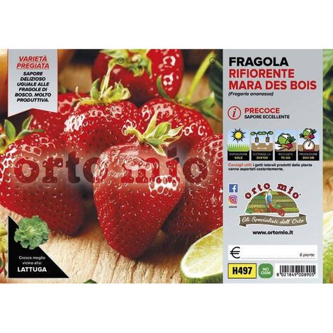  Fragola Rifiorente &8220Mara Des Bois&8221 - Plateaux Da 6