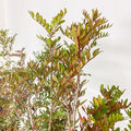  BOX SIEPE LENTISCO