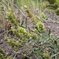  Sideritis Syriaca
