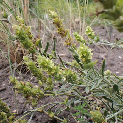  Sideritis Syriaca
