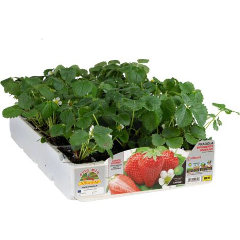  Fragola Rifiorente &8220Annabelle&8221 - Plateaux Da 6