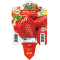  Fragola Rifiorente "Malga"
