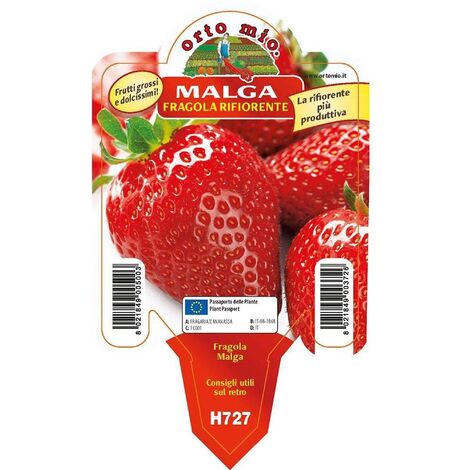  Fragola Rifiorente "Malga"