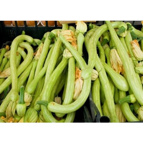  Zucchino Trombetta