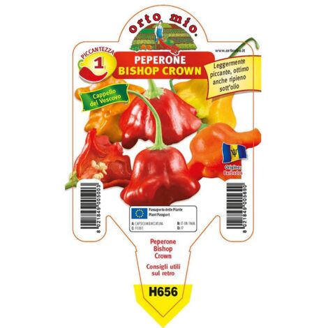  Peperoncino Piccante Bishop Crown