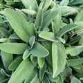  Salvia Officinalis - Ø 14 Cm