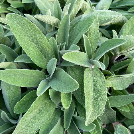  Salvia Officinalis - Ø 14 Cm