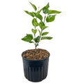  Pianta Di LILLA' Fiore VIOLA Syringa Vulgaris H 40/60 Cm VASO 18 CM FOTO REALE