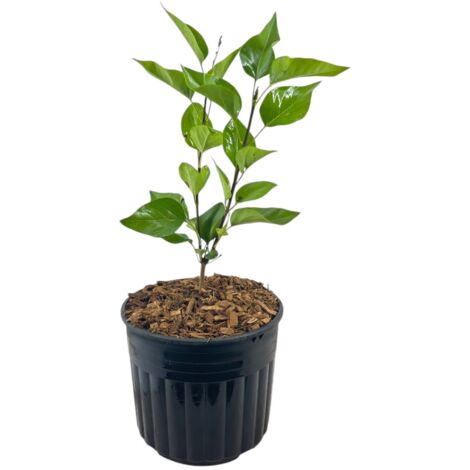  Pianta Di LILLA' Fiore VIOLA Syringa Vulgaris H 40/60 Cm VASO 18 CM FOTO REALE