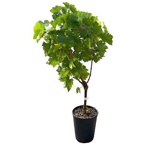  Pianta DI VITE Uva Vigna Da Tavola FRAGOLA NERA IN VASO 16 FOTO REALE AMDGarden