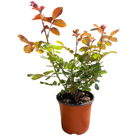  Pianta ROSA BREVETTATA CASANOVA ® MEILLAND Gialla Vera PROFUMATA Vaso19 FOTO REALE