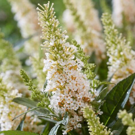  Buddleja Davidii White Profusion "Albero Delle Farfalle" Pianta In Vaso 14 Cm H. 60/80 Cm