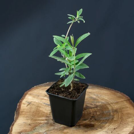  Buddleja Davidii White Profusion "Albero Delle Farfalle" Pianta In Vaso 14 Cm H. 60/80 Cm