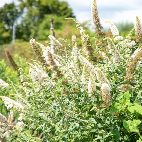  Buddleja Davidii White Profusion "Albero Delle Farfalle" Pianta In Vaso 14 Cm H. 60/80 Cm
