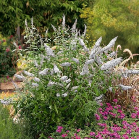  Buddleja Davidii White Profusion "Albero Delle Farfalle" Pianta In Vaso 14 Cm H. 60/80 Cm
