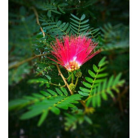  Albizia Julibrissin Mimosa "Acacia Di Costantinopoli" Pianta In Vaso Biodegradabile H. 40/60 Cm