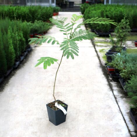  Albizia Julibrissin Mimosa "Acacia Di Costantinopoli" Pianta In Vaso Biodegradabile H. 40/60 Cm