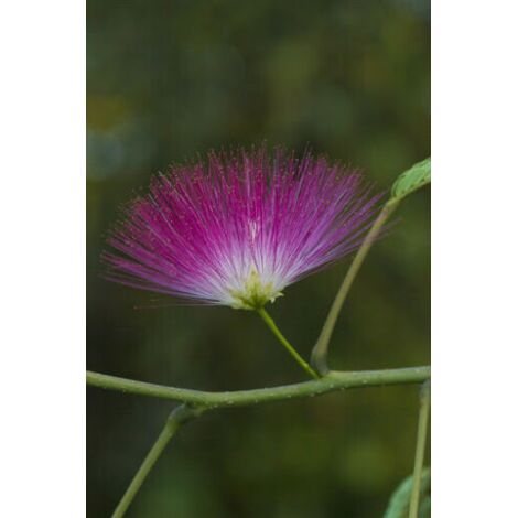  Albizia Julibrissin Mimosa "Acacia Di Costantinopoli" Pianta In Vaso Biodegradabile H. 40/60 Cm
