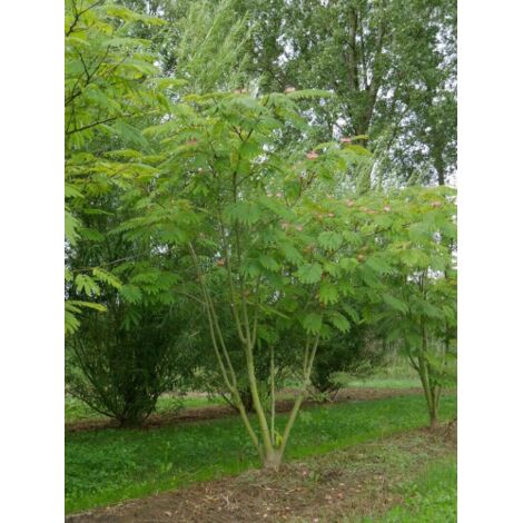  Albizia Julibrissin Mimosa "Acacia Di Costantinopoli" Pianta In Vaso Biodegradabile H. 40/60 Cm