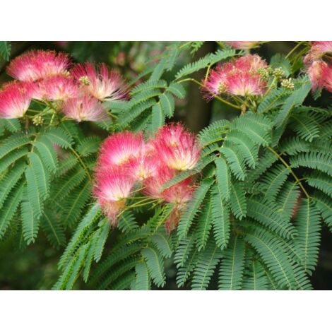  Albizia Julibrissin Mimosa "Acacia Di Costantinopoli" Pianta In Vaso Biodegradabile H. 40/60 Cm